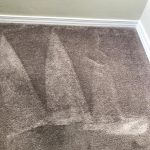 pet stain removal carpet cleaning orange county