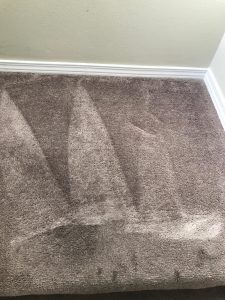 pet stain removal carpet cleaning orange county